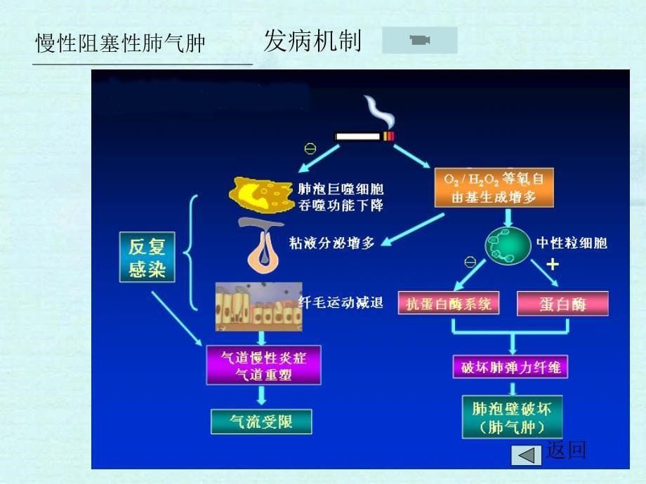 肺气肿-ppt病理学课件_第5页