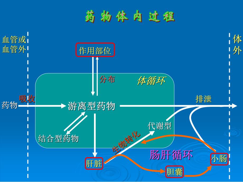 药物代谢动力学zll课件_第3页