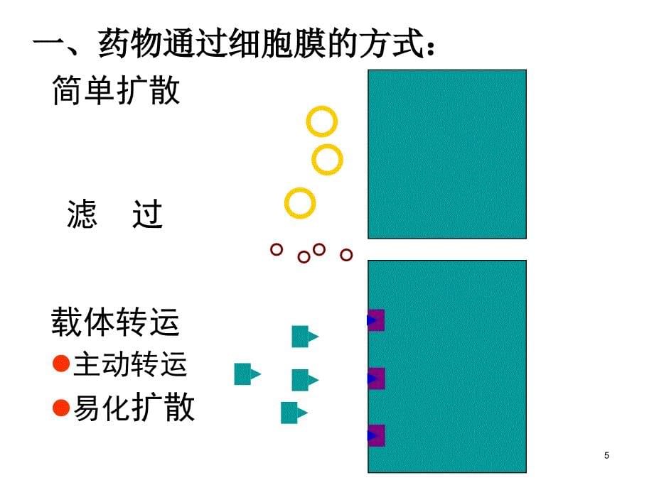 药物代谢动力学zll课件_第5页