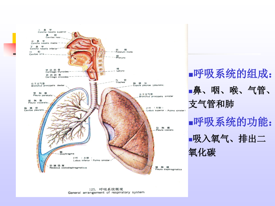 呼吸系统病理-ppt病理学课件_第2页