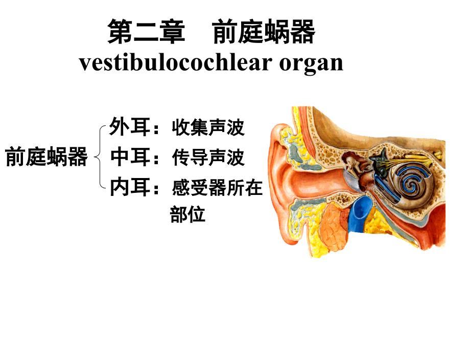 系统解剖学幻灯片-前庭蜗器_第1页