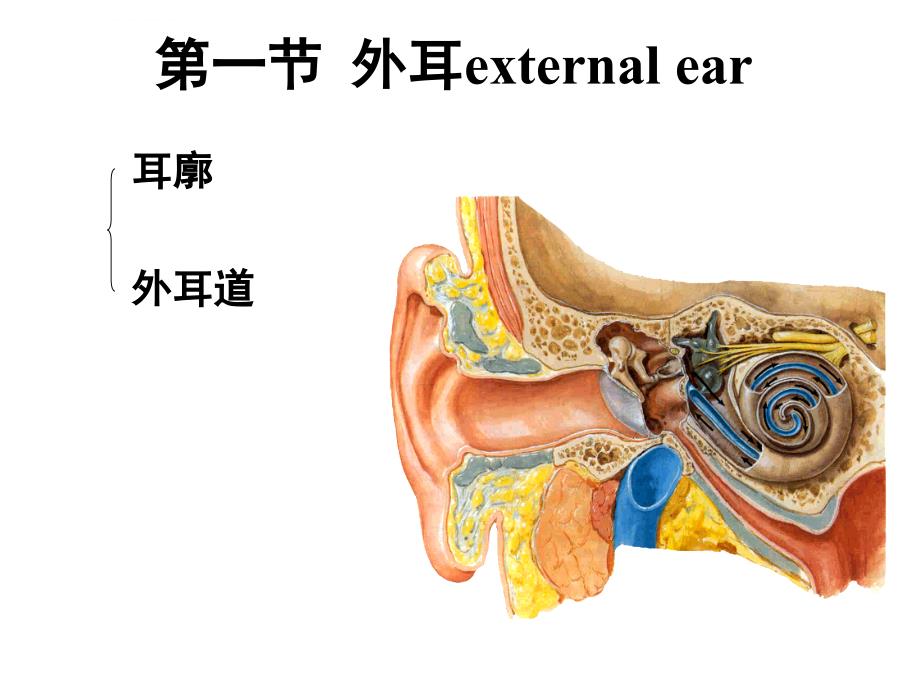 系统解剖学幻灯片-前庭蜗器_第2页