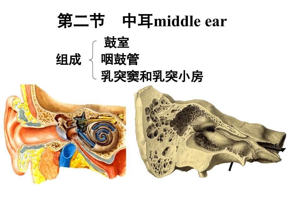 系统解剖学幻灯片-前庭蜗器_第5页