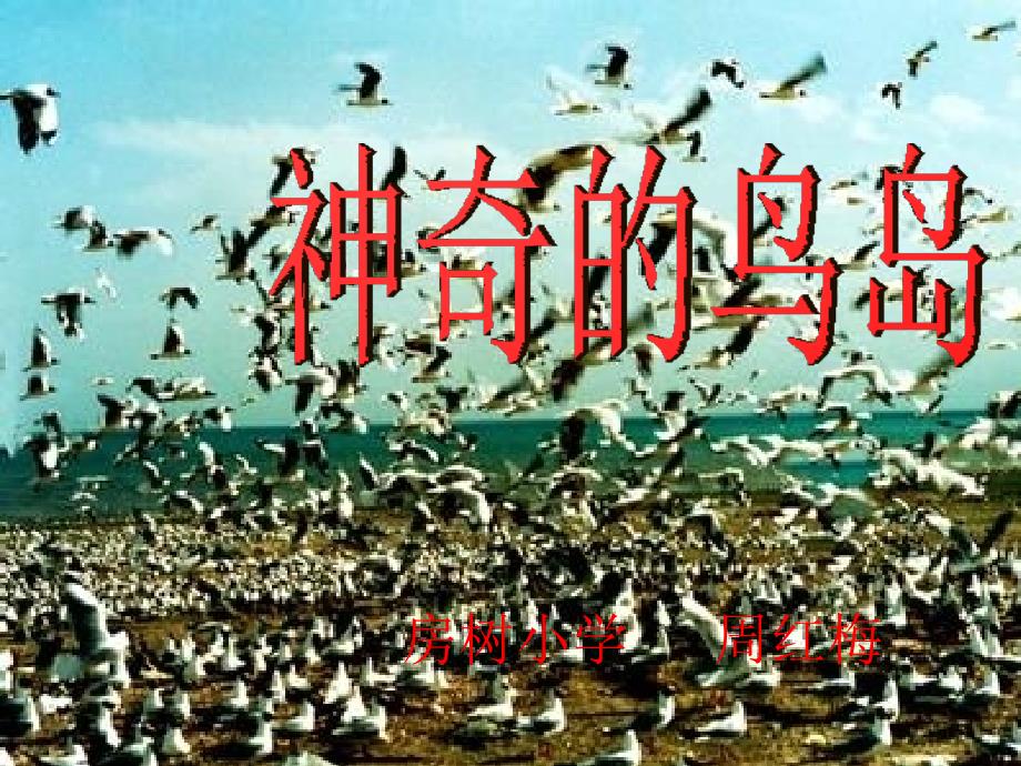 2014秋北京版语文四上《神奇的鸟岛》ppt课件3_第1页