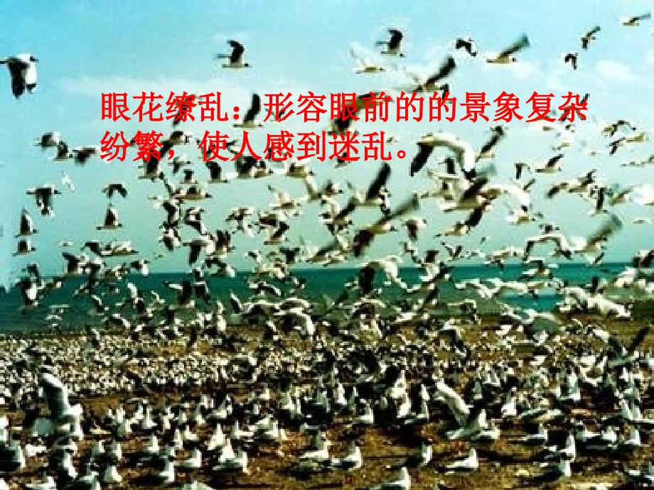 2014秋北京版语文四上《神奇的鸟岛》ppt课件3_第3页