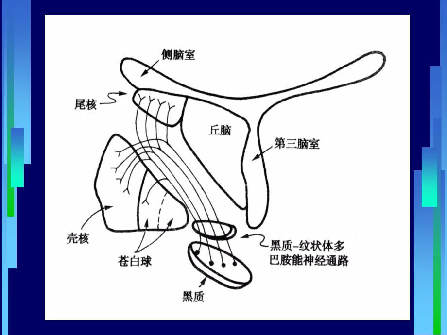 药理学-抗帕金森病药课件_第3页