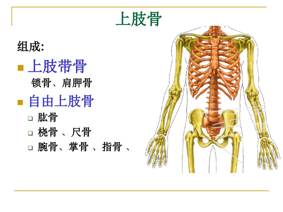 《人体解剖学》--上下肢骨_第2页