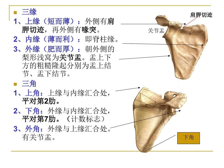 《人体解剖学》--上下肢骨_第5页