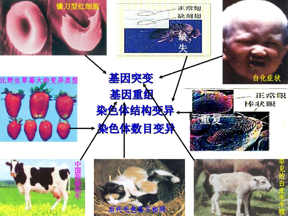 福建省中学高考生物复习幻灯片：生物的变异与育种_第3页