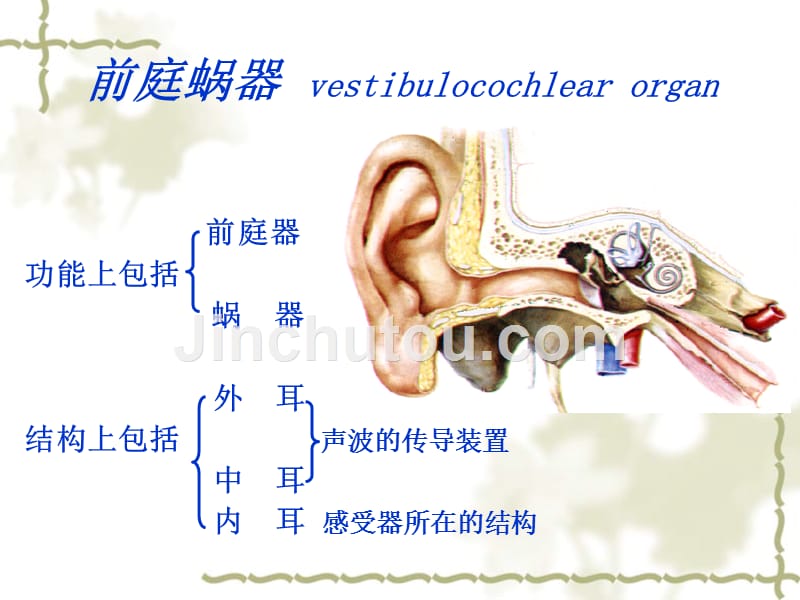 前庭蜗器形态学ppt课件_第4页