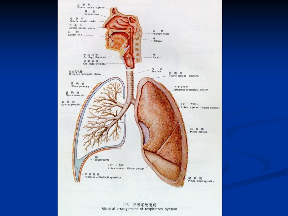 病理学第七章-呼吸系统疾病1_第3页