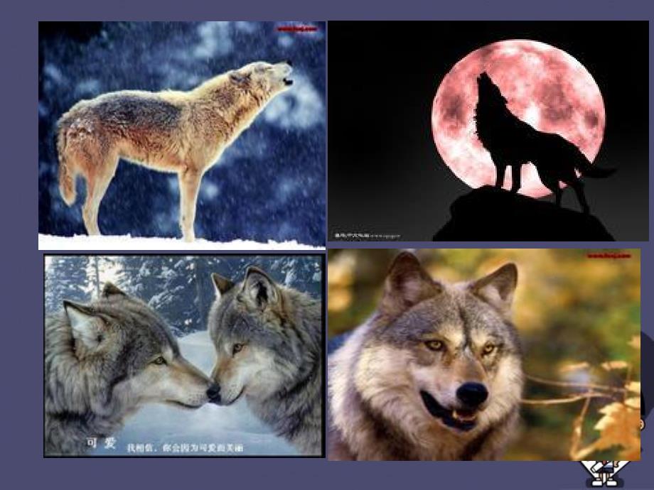 2015秋三年级语文上册《狼和鹿》课件3 冀教版_第1页