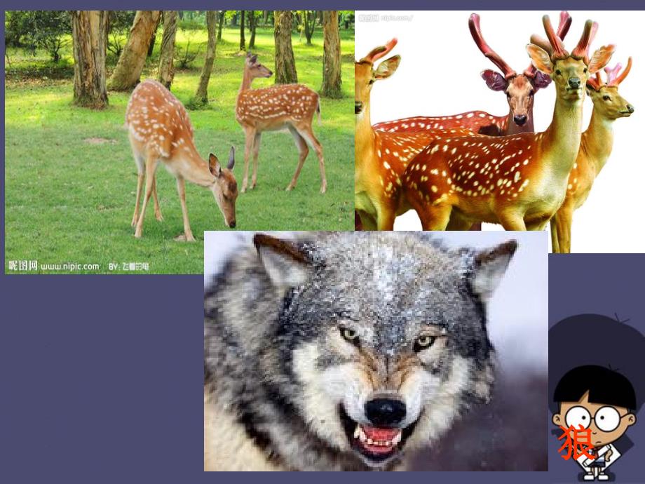 2015秋三年级语文上册《狼和鹿》课件3 冀教版_第2页