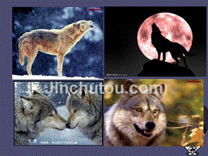 2015秋三年级语文上册《狼和鹿》课件3 冀教版