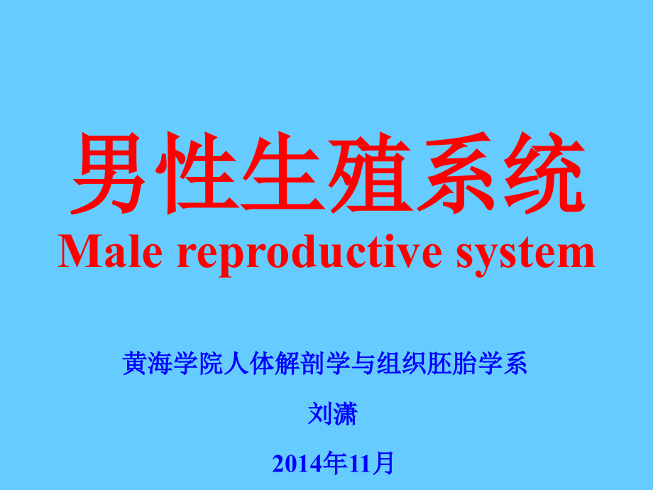 男性生殖系统_1 (2)_第1页