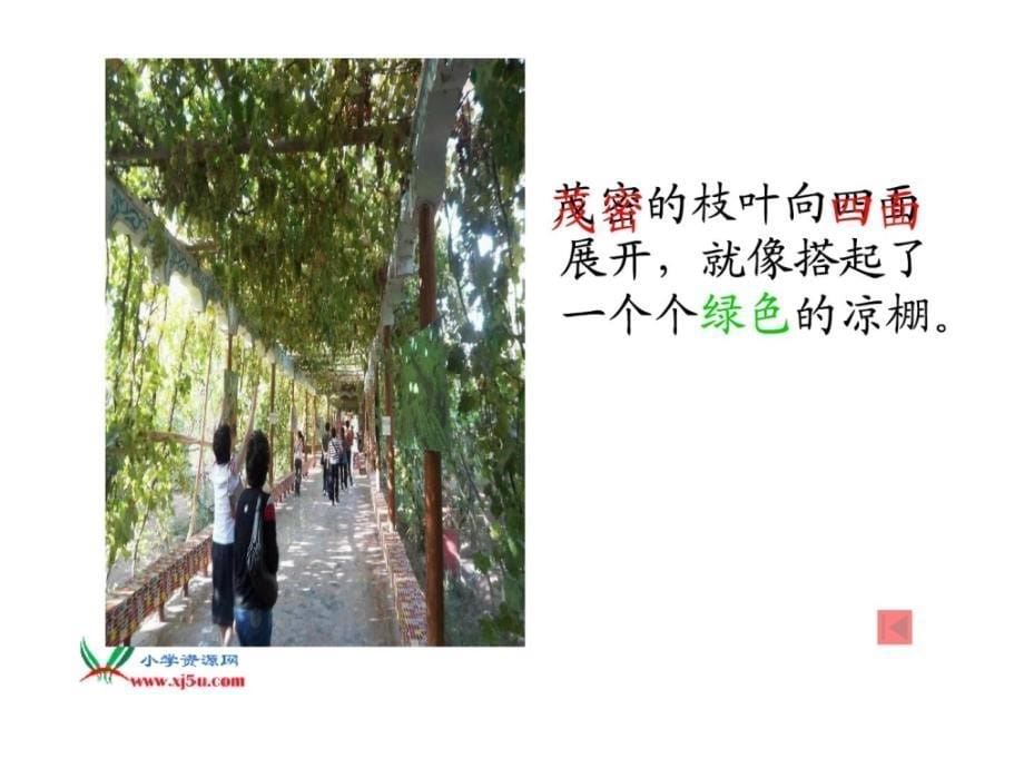 (北京版)三年级语文上册 葡萄沟 6_第5页