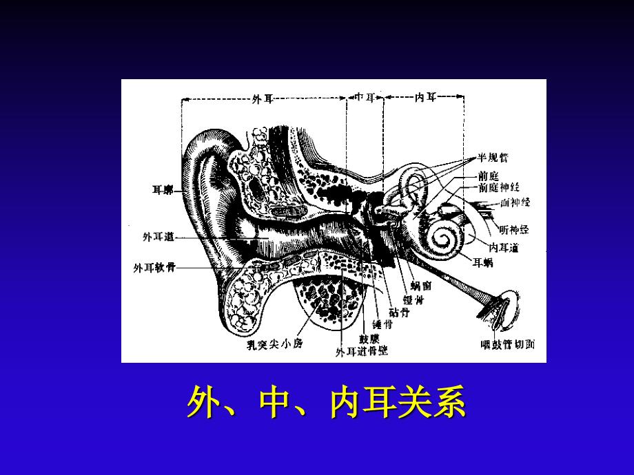 中医耳鼻咽喉科-耳解剖与生理课件_第4页