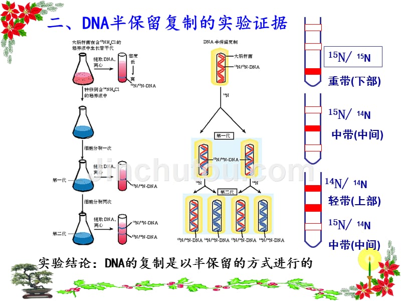 高中生物必修二3.3--dna分子的复制ppt课件_第4页
