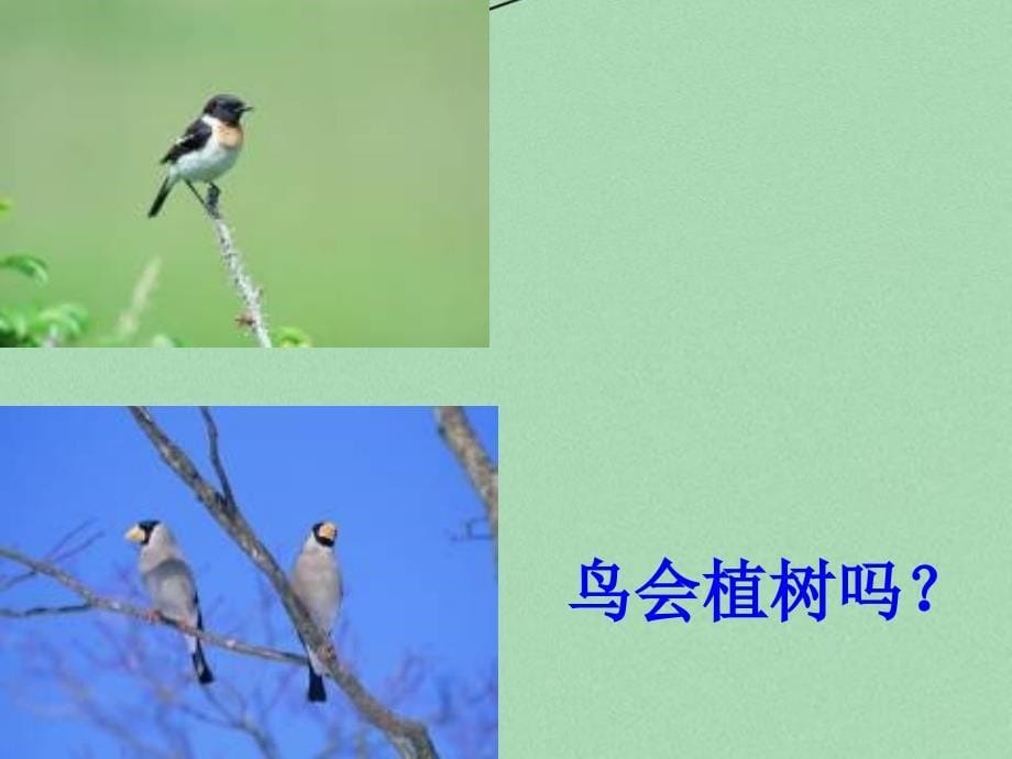 2017版三年级语文上册《会植树的鸟》课件1 冀教版_第5页
