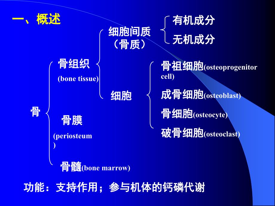 组织胚胎学医学课件-骨组织ppt课件_第2页