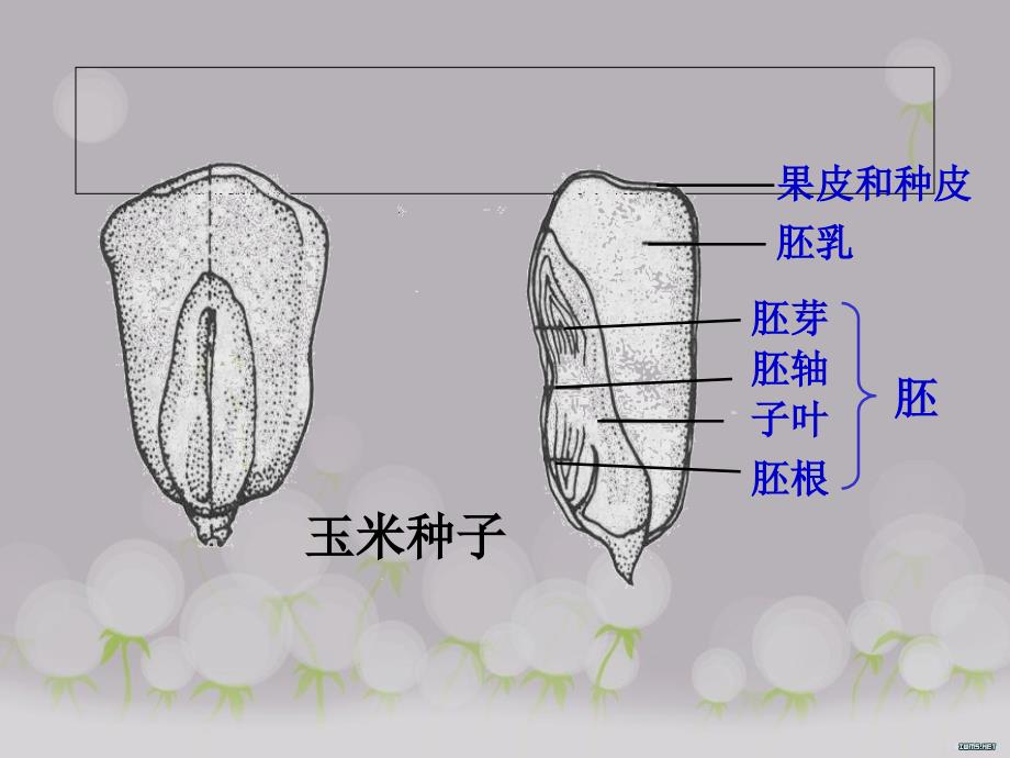 苏教版-小学科学-三年级下册-2.1果实和种子-课件-ppt_第4页