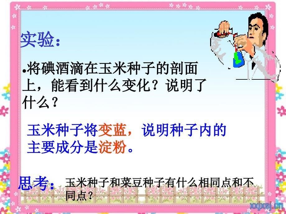 苏教版-小学科学-三年级下册-2.1果实和种子-课件-ppt_第5页