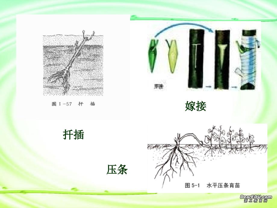 菊花的组织培养(经典课件)_第4页