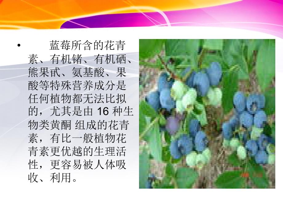 蓝莓与花青素_第4页