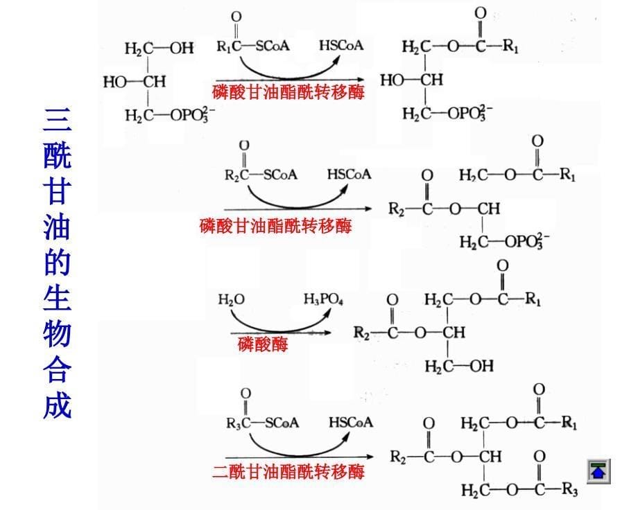 2017四川农业大学生物化学854考研脂代谢_课件_第5页