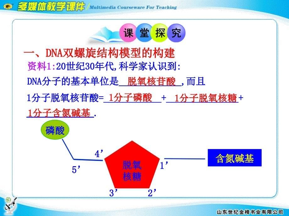 3.2《dna分子的结构》课件6_第5页