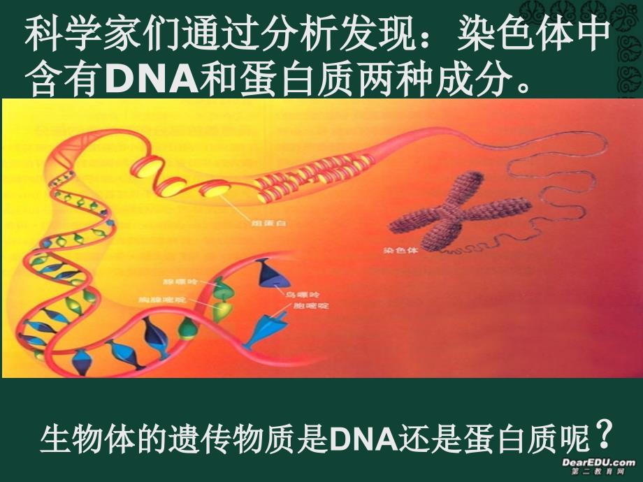 高一生物第三章第一节dna是主要的遗传物质课件-新课标-人教版-必修2_第2页
