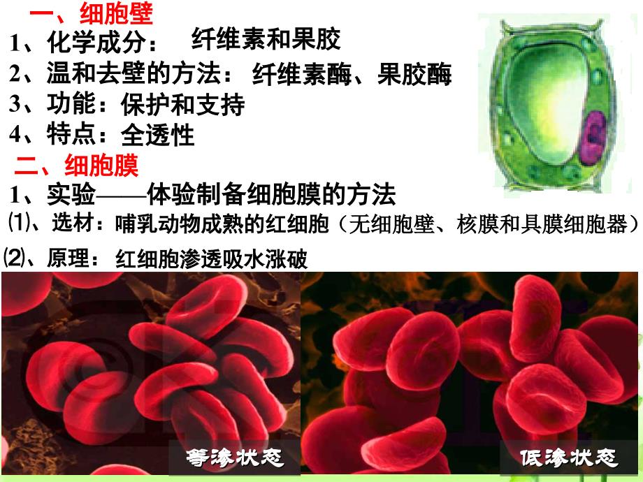 高三一轮复习必修一第3章《细胞的基本结构》课件_第4页