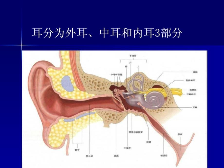 耳鼻喉的应用解剖心理课件_第4页