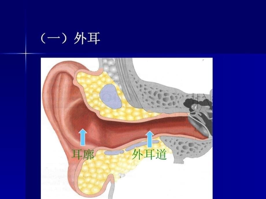 耳鼻喉的应用解剖心理课件_第5页