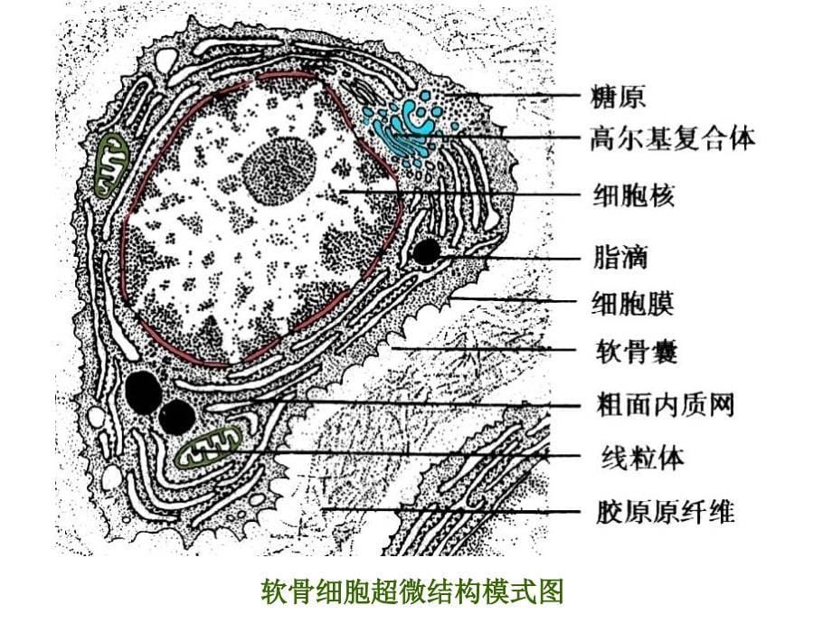 骨、软骨和血液_第5页