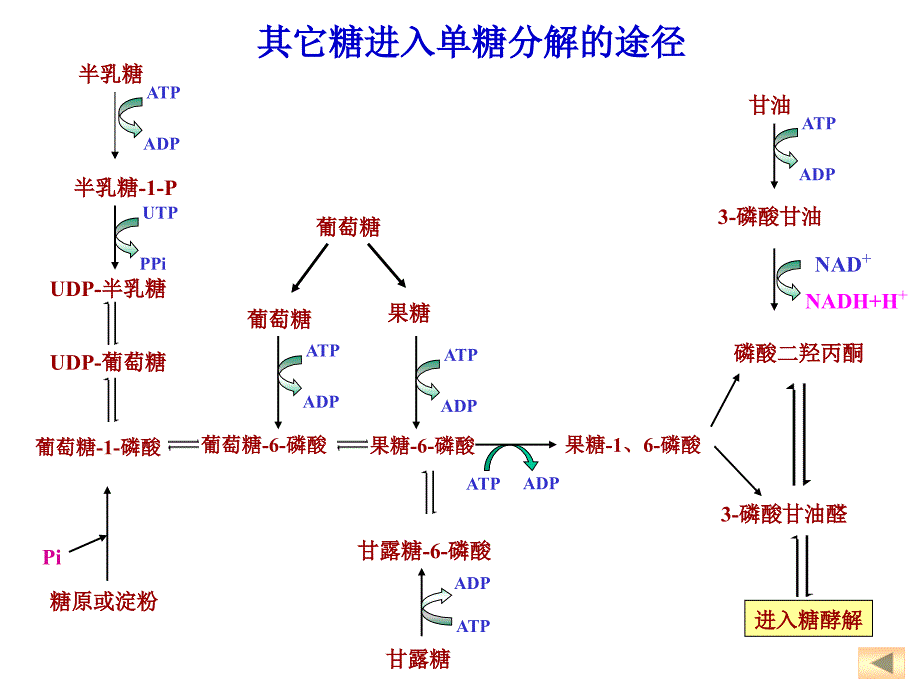 2017四川农业大学生物化学考研854考研糖代谢._第3页