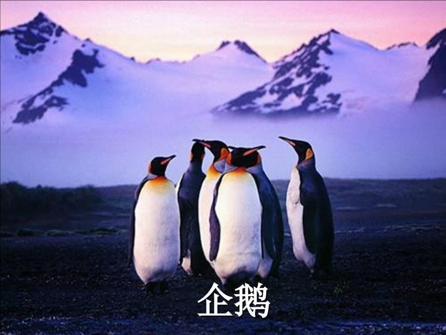2017年度语文s版本语文三下（登上企鹅岛）课件5_第5页