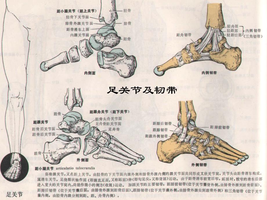 骨科个案-踝关节骨折病人护理-医大介绍_第4页