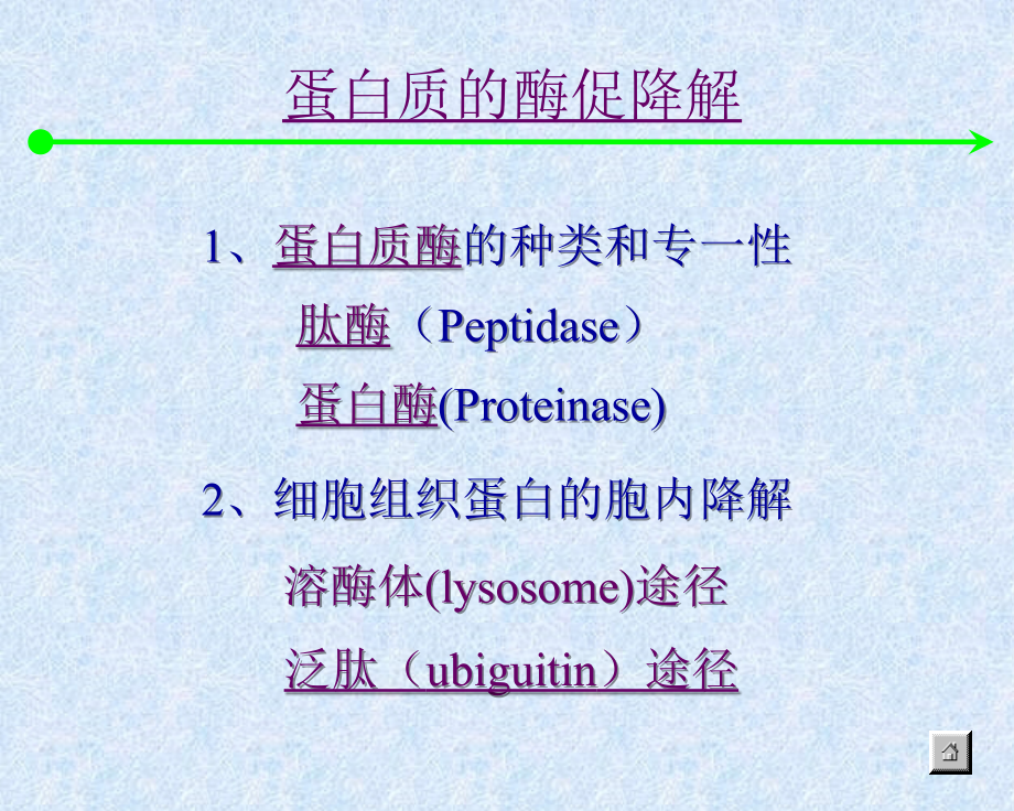 2017四川农业大学生物化学854考研氨基酸核苷酸._第2页