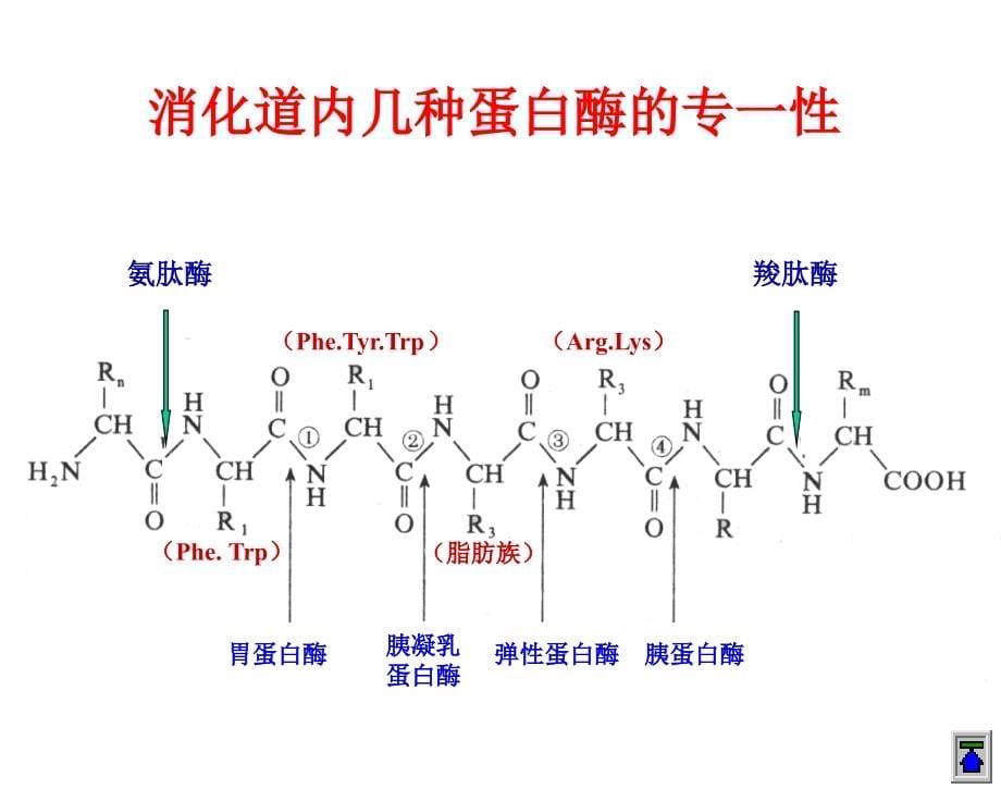 2017四川农业大学生物化学854考研氨基酸核苷酸._第5页