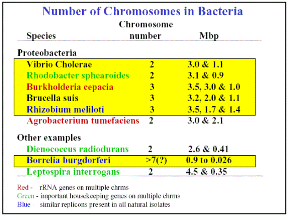 细菌的遗传和变异_3_第4页