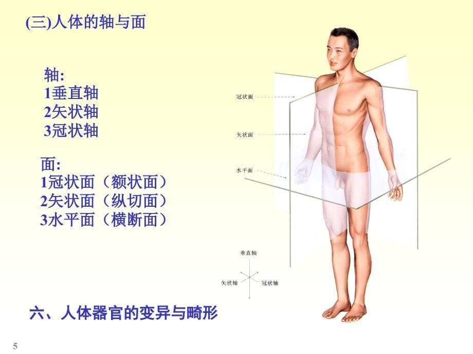 绪论骨学躯干骨_第5页