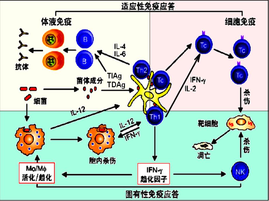 最新医学免疫学课件-固有免疫应答课件_第1页