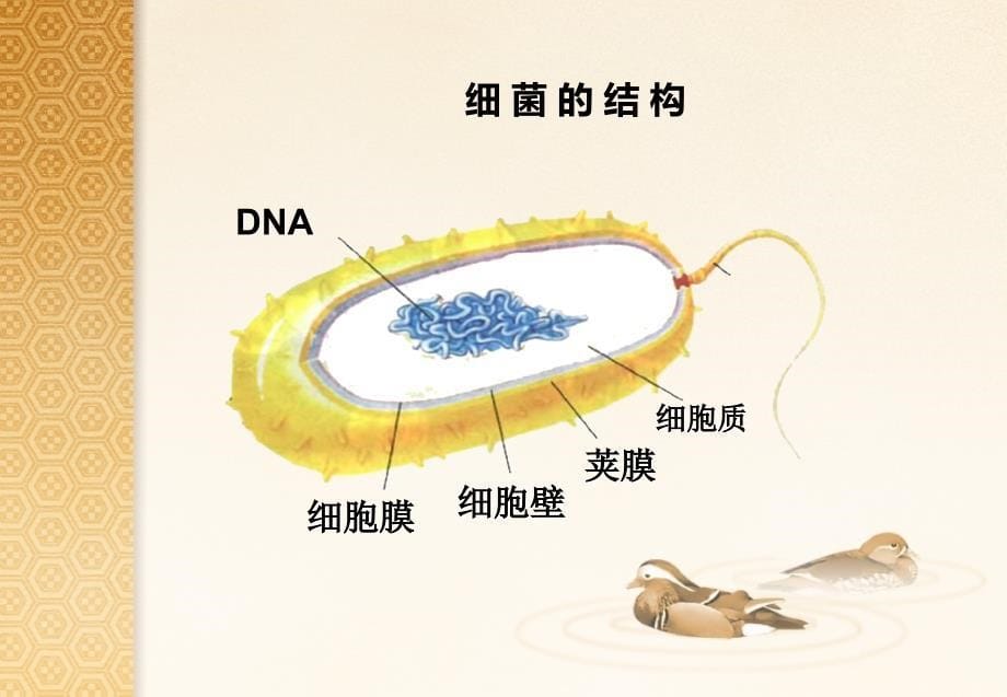 高二生物课件：必修二-第三章-第一节-dna是主要的遗传物质正式_第5页