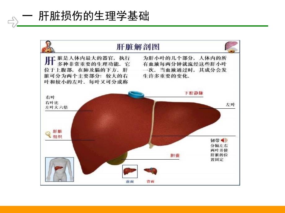 药物毒理学最新版-第3章-药物对肝脏的毒性作用_第4页