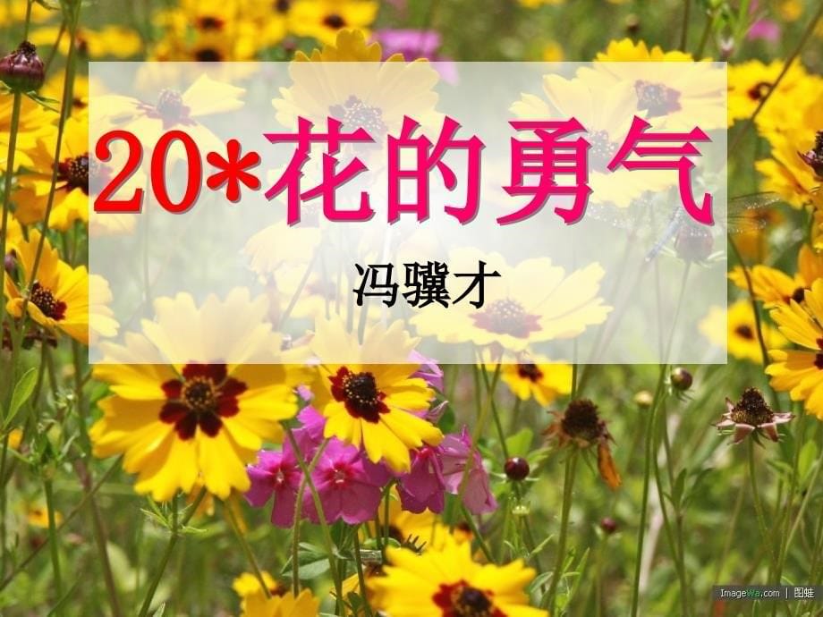 20《花的勇气》课件_第5页