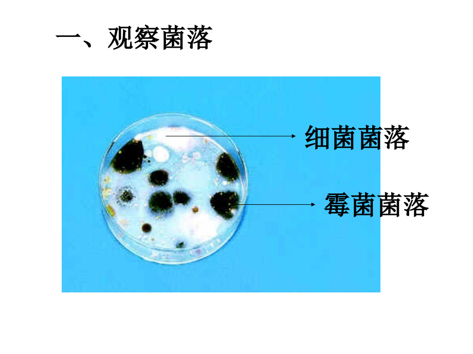 细菌和真菌的分布_6_第4页