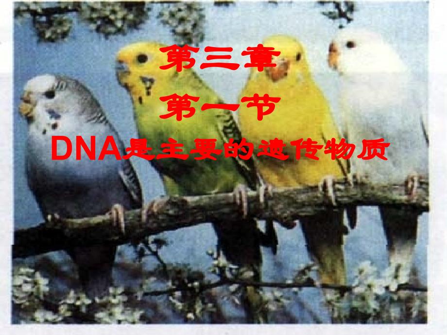 dna是主要遗传物质自编课件(2013)_第1页