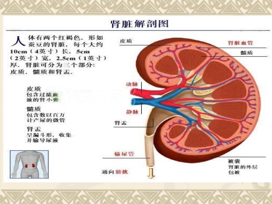 腹腔镜下肾盂切开取石术2015.3.30_第5页