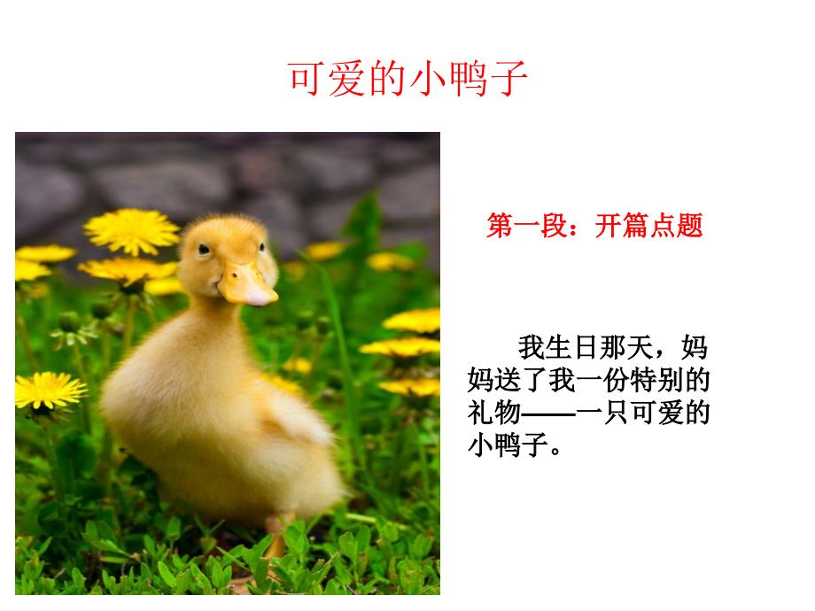 《可爱的小鸭子》小学课文分段讲解_第1页